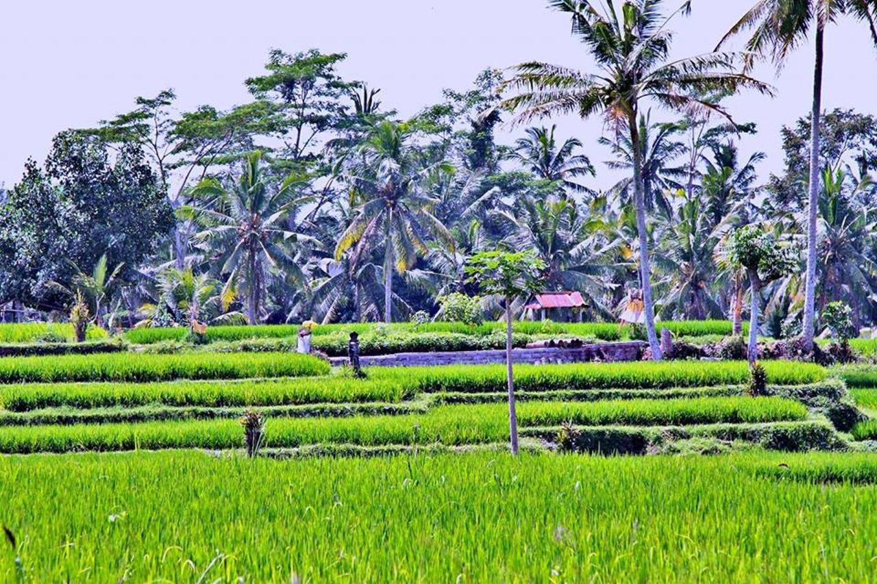 White Villa Ubud Luaran gambar