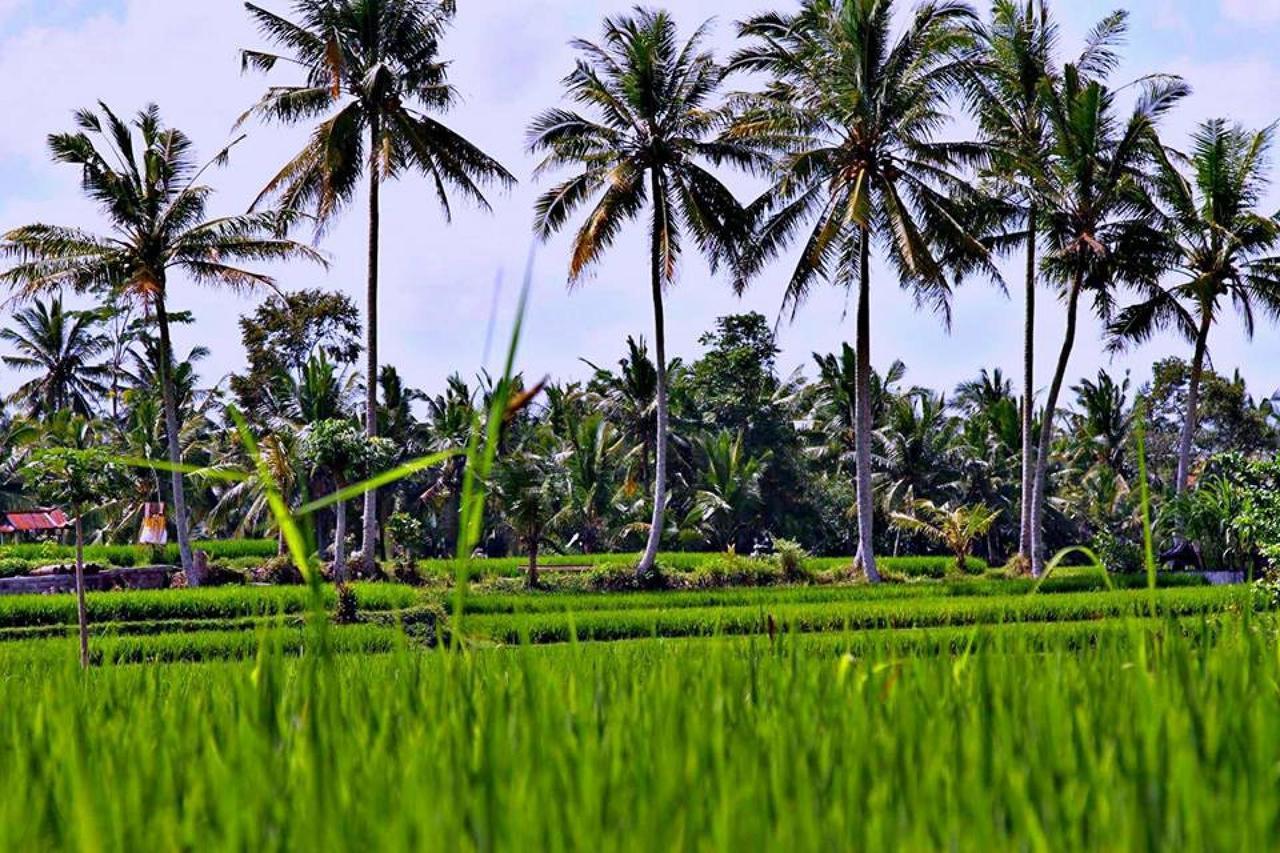 White Villa Ubud Luaran gambar
